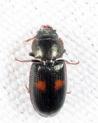 Tenebroides bimaculatus