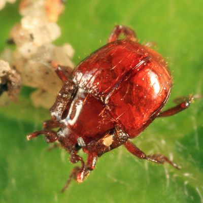 Haeterius brunneipennis