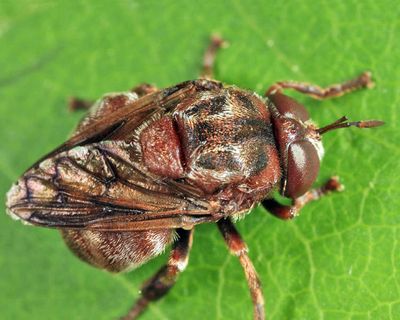 Syrphid Flies - subfamily Microdontinae