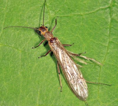 Vernal Stone - Perlinella ephyre 