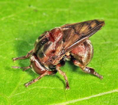 Microdon abditus