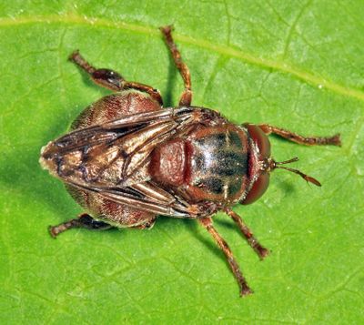 Microdon abditus