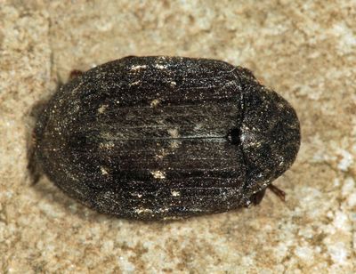 Byrrhus sp.