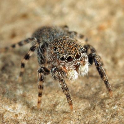 Jumping Spiders - Genus Talavera