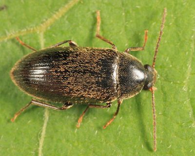 Hymenorus obesus