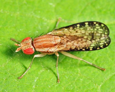 Trypetoptera canadensis