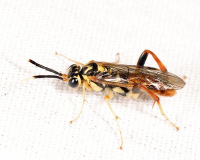 Macrophya varia