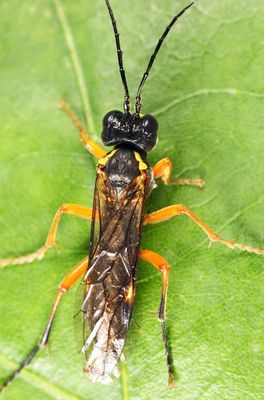 Tenthredo leucostoma