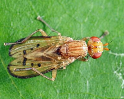 Tetanocera melanostigma