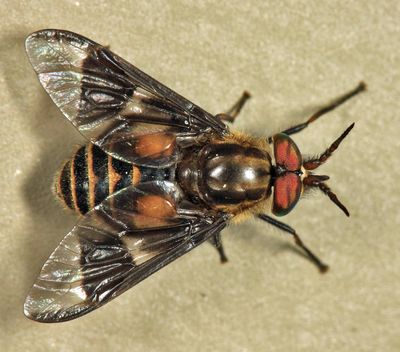 Chrysops callidus group