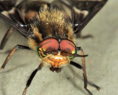 Chrysops callidus group