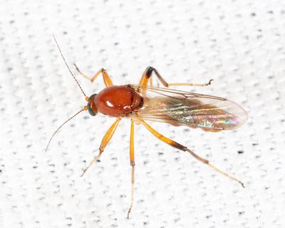 Palpomyia rufa