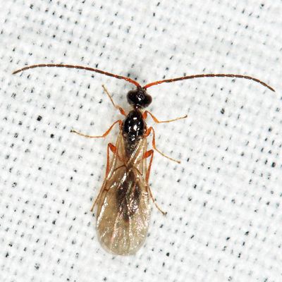 Acanosema sp.