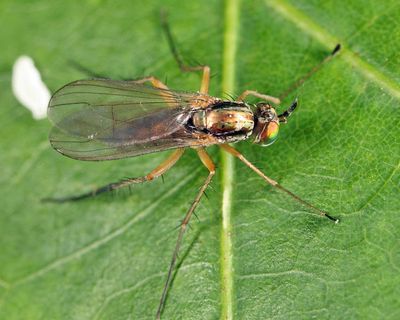 Dolichopus porphyrops
