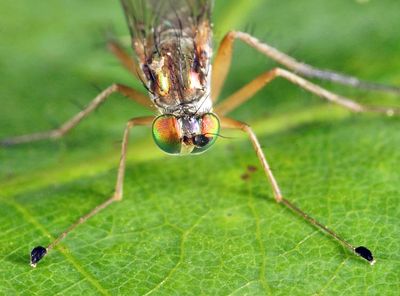 Dolichopus porphyrops