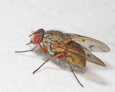 Phaonia houghii