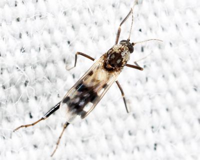 Allohelea sp. (male)