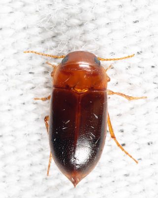Celina angustata