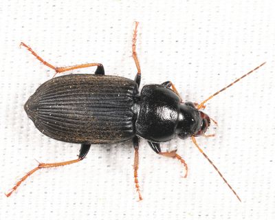 Amphasia sericea