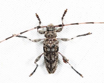 Acanthocinus obsoletus
