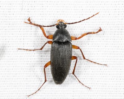 Androchirus erythropus 