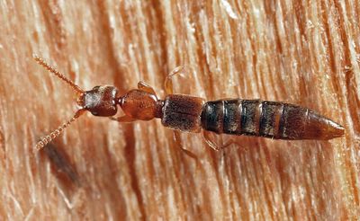 Scopaeus sp.