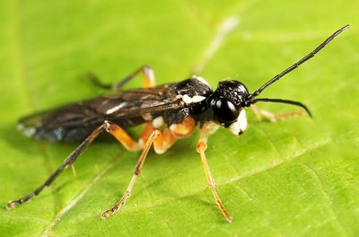 Tenthredo masneri