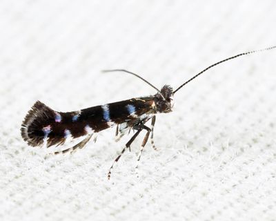 0680 - Parornix preciosella