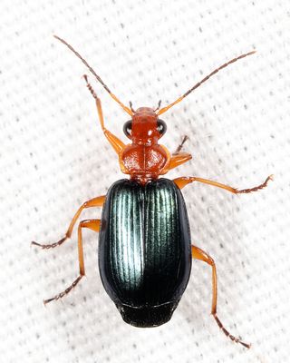 Lebia grandis