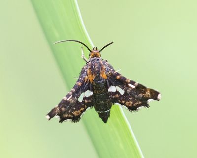 6076 - Spotted Thyris - Thyris maculata