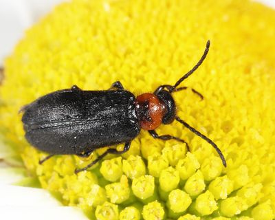Nemognatha nemorensis