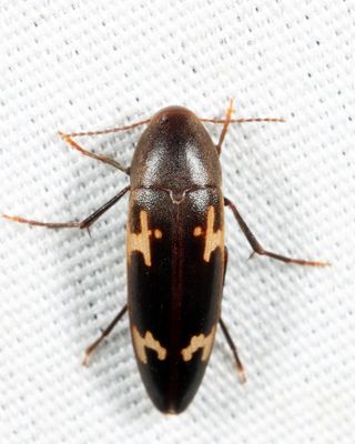 Dircaea liturata