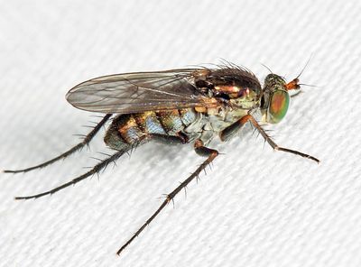 Tachytrechus protervus
