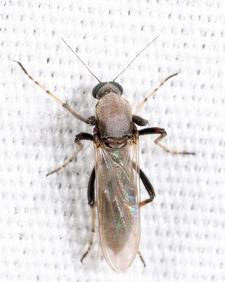 Sphaeromias longipennis