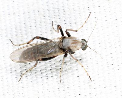 Sphaeromias longipennis
