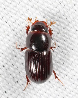 Oscarinus rusicola
