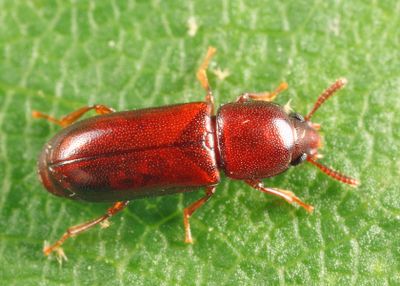 Corticeus praetermissus