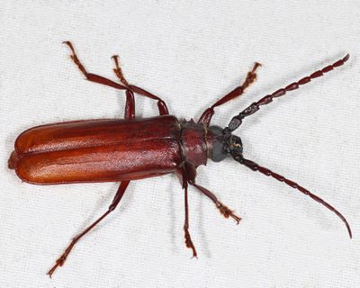 Brown Prionid - Orthosoma brunneum