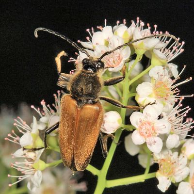 Trigonarthris subpubescens