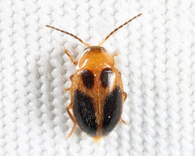 Sacodes pulchella