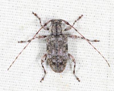 Astylopsis sexguttata