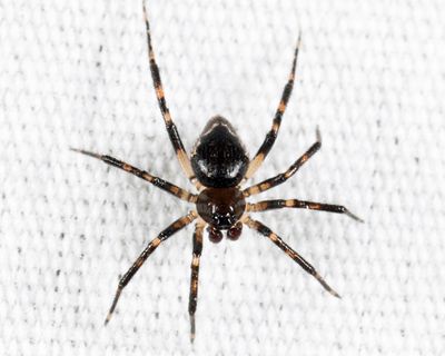 Eastern Triangular Cobweaver - Euryopis funebris