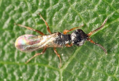 Laelius sp.