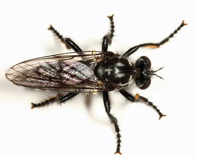 Cyrtopogon lyratus