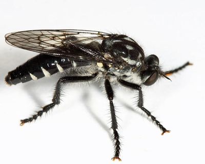 Cyrtopogon lyratus
