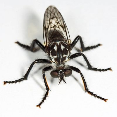 Cyrtopogon lyratus