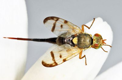  Bull Thistle Gall Fly - Urophora stylata