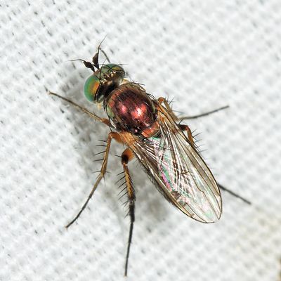 Dolichopus sincerus