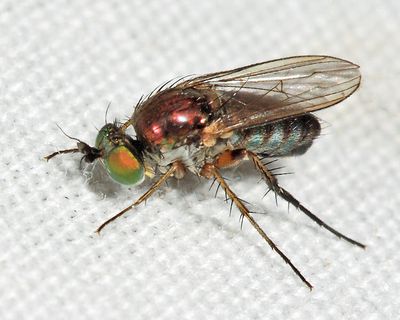 Dolichopus sincerus