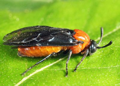 Birch Sawfly - Arge pectoralis